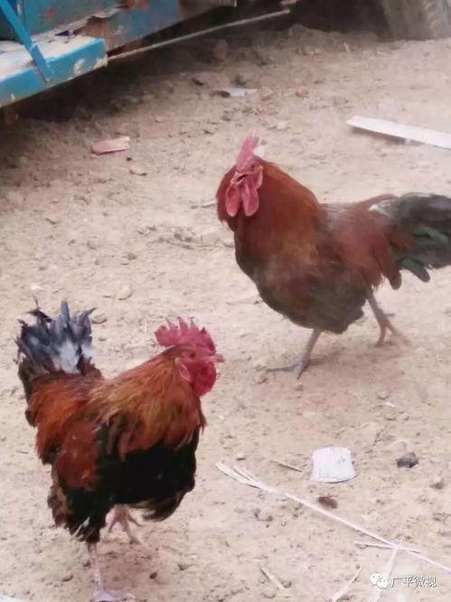 热门爆料公鸡打架视频播放,鸡界“拳击手”大比拼！  第2张